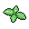 Timid Mint