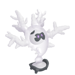 Cursola shiny