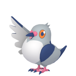 Pidove shiny