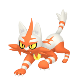 Torracat shiny