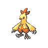 Combusken shiny