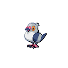 Pidove shiny