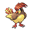Pidgeotto