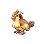 Pidgey
