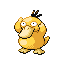 Psyduck