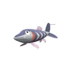 Arrokuda shiny