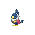 Chatot shiny