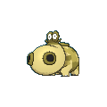 Hippopotas shiny