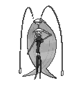 Pheromosa shiny