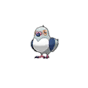 Pidove shiny