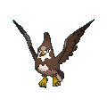 Staravia shiny
